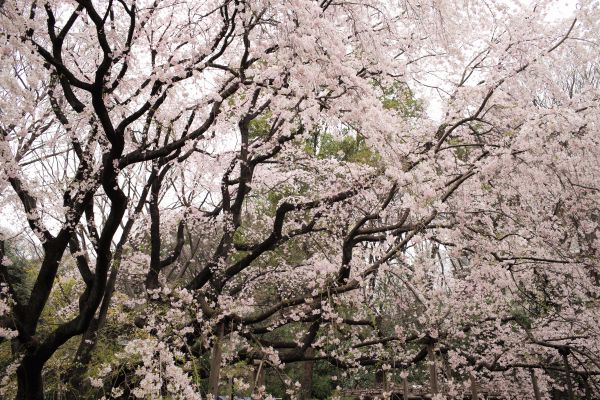 Japon,branche,fleur de cerisier,fleur,printemps,Leica