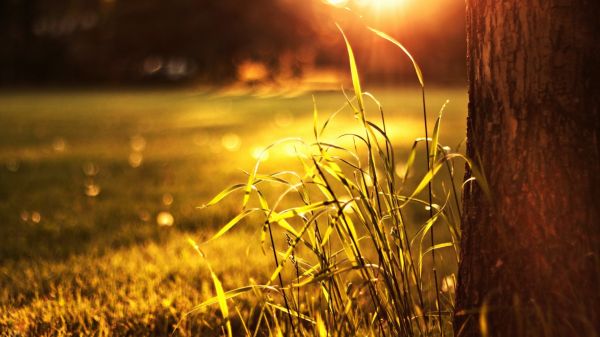 luz de sol, noche, reflexión, Árboles, puesta de sol, naturaleza