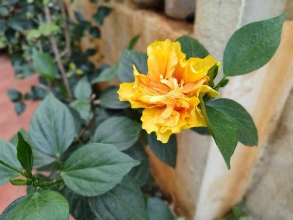 amarelo,Hibisco,Flores