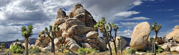 krajina,Skála,Příroda,Národní park Joshua Tree,strom,divočina