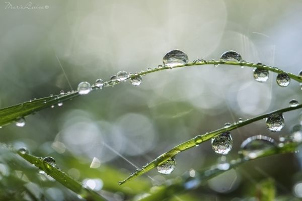 水,性质,草,雨,宏,科