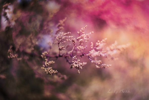 lumière du soleil,la nature,ciel,branche,gel,fleur de cerisier