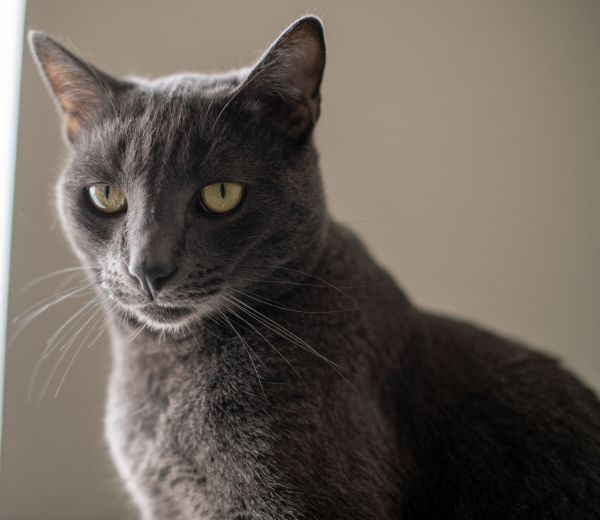 ojos de gato,gatos negros,black bear,Gatos,de cerca,peludo