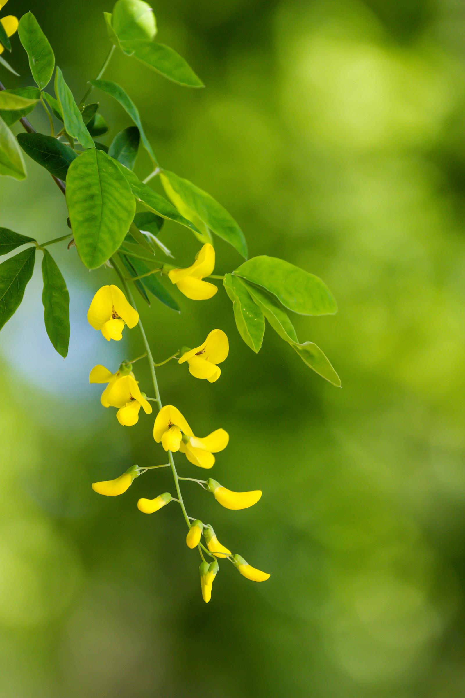 阳光, 餐饮, 性质, 科, 绿色, 黄色, 开花, 树, 叶, 花, 厂, 植物区系, blomma, 马尔默, pildammsparken, gullregn, 相机制作佳能, 地理定位, 外径孔56, exif制作佳能, exif isospeed 400, exif镜头ef70300mmf456lisusm, lab, 相机型号canoneos100d, exif模型canoneos100d, exif焦距244mm, hbw, 生产, 植物学, 陆地植物, 开花植物, 木本植物, 灌木, 微距摄影, 植物茎, 落叶, 女用树