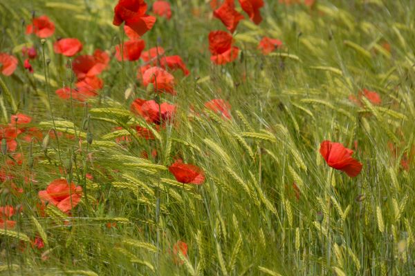 bloem, veld-, papaver, blomma, korenbloem, tarwe