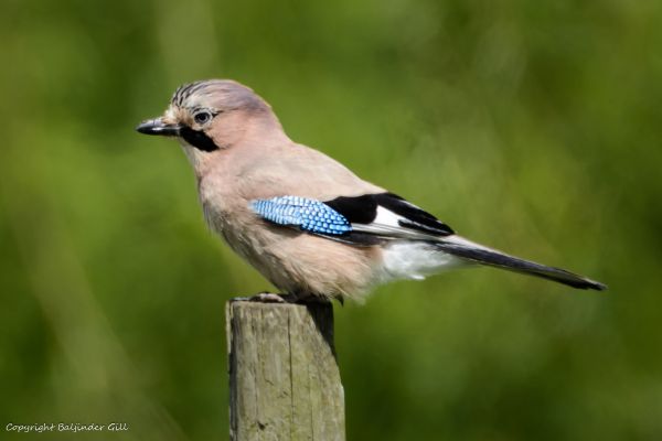 Vogel,Natur,Vögel,Tier,Tiere,draußen