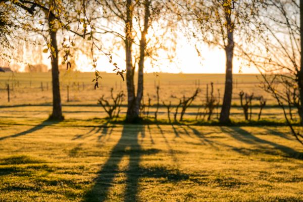 sollys,landskap,skog,solnedgang,natur,gress