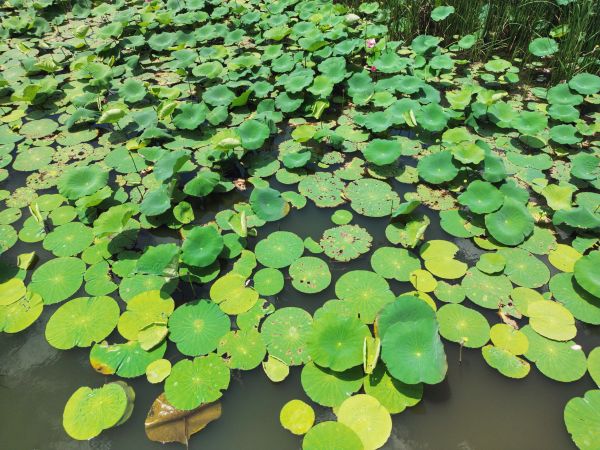 Manzara,Şehir,Drone,drone photo,Şanghay,Lotus