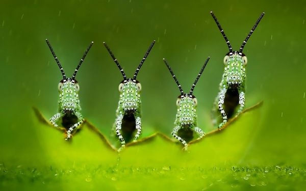 natureza,Profundidade de campo,fotografia,Macro,inseto,verde