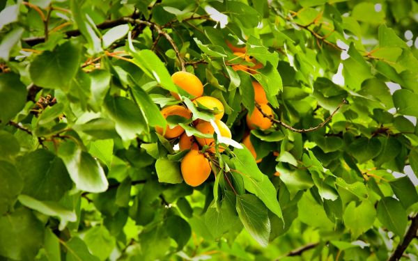 apricot,fruit,green,orange