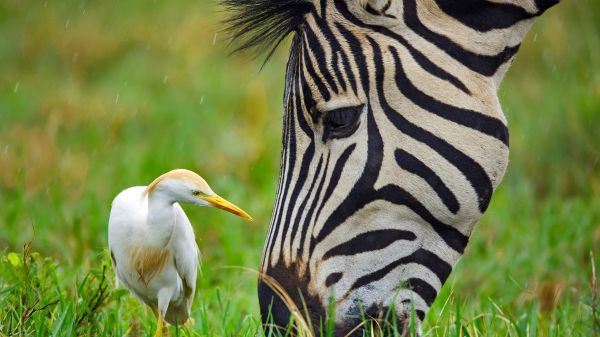 Animal de ferme,Oreilles d'animaux,animaux,Zèbres,des oiseaux,herbe