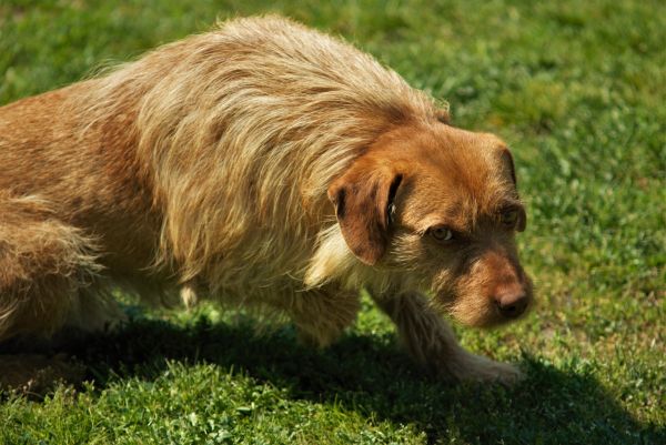 herbe,chien,chiot,mammifère,vertébré,Chien comme mammifère