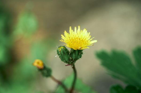 Flores,Primavera,natureza,borrado,blurry background,fechar-se