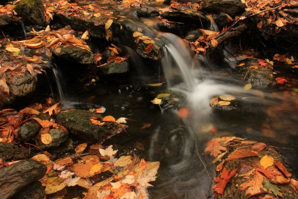 paisaje,vistoso,bosque,otoño,cascada,agua