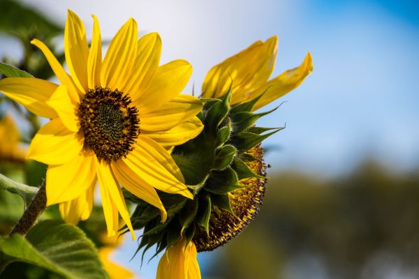 luce del sole,giardino,natura,cielo,campo,verde