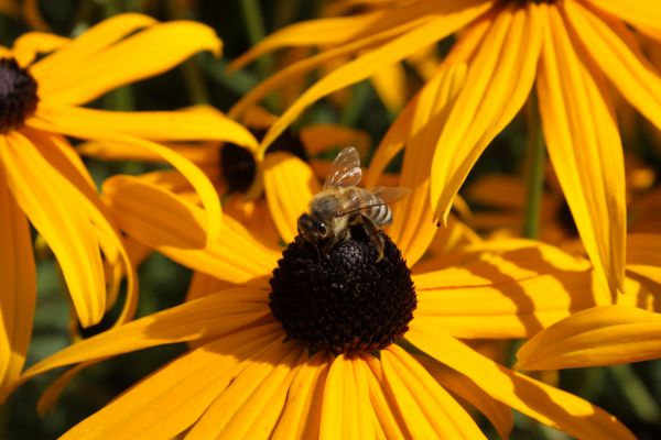 echinacea,květ,Včela,opylení