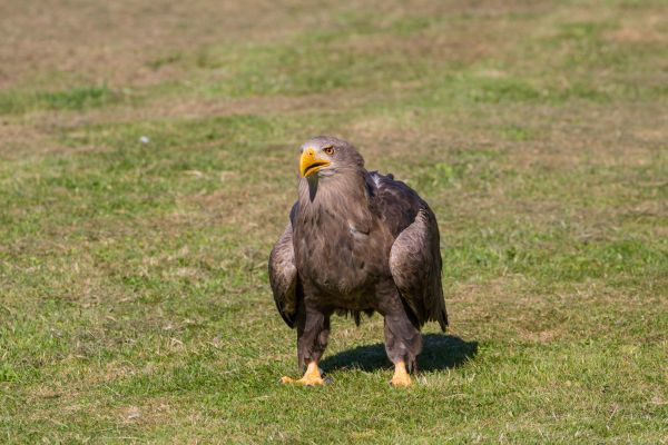 野生動物,猛禽,鷲,デンマーク,嘴,鳥