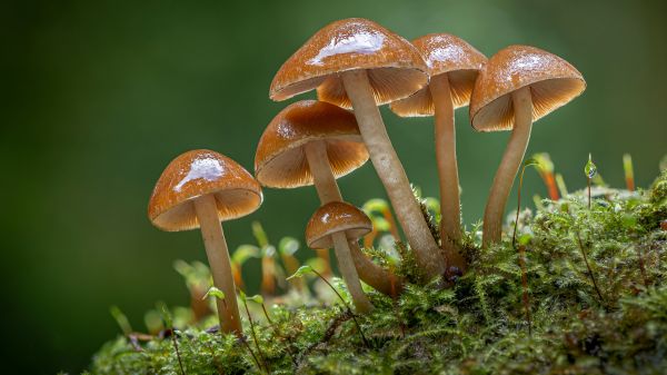 natura,foresta,muschio,macro,profondità di campo,fungo