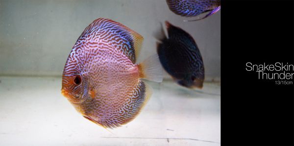 2000x998 px,Discus Fish