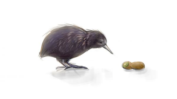 kiwi dyr,Kiwi,1920x1080 px,fugle