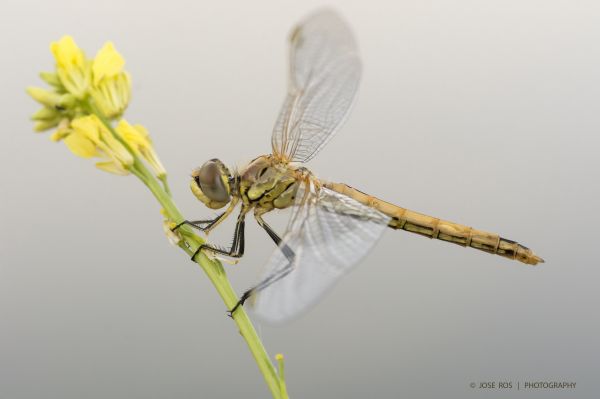 libélula,Sympetrumfonscolombii,Odonata,Odonato,entomología,inmaduro