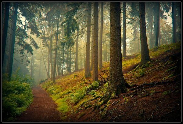 Natur, Sonnenlicht, Wald, Holz, Ast, Morgen