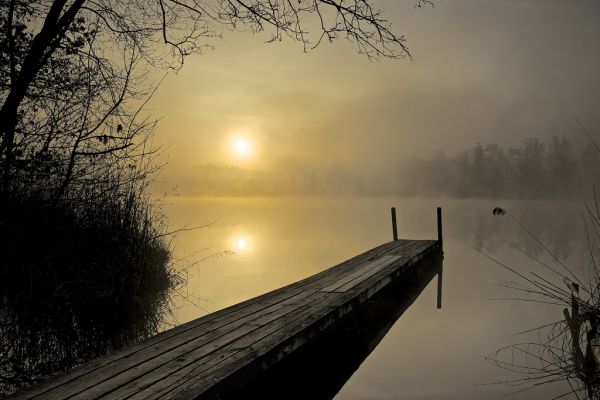 Mañana,Árboles,niebla,lago,negro,Sol