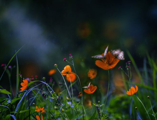 animaux, la nature, lumière du soleil, herbe, vert, Lépidoptères