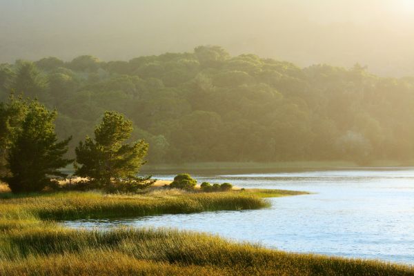 natuur,meer,riet,zonlicht,mist,kalmte