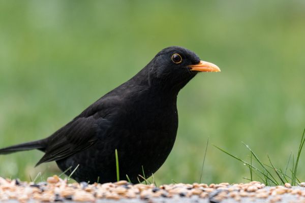 Amsel, κότσυφας, τσίχλα, μαύρος, Schwarz, πράσινος