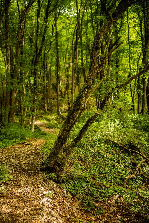 fotografie,natuur,buitenshuis,bomen,Bos,groen