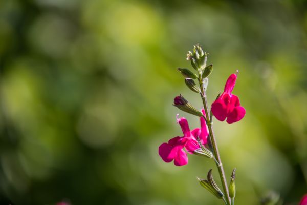 taman, alam, fotografi, hijau, mekar, bokeh