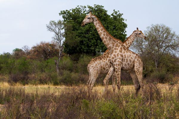 zver, príroda, zver a rastlinstvo, Afrika, cicavce, bitka