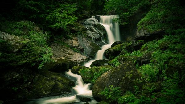 水,水资源,厂,生态区,fluvial landforms of streams,绿色