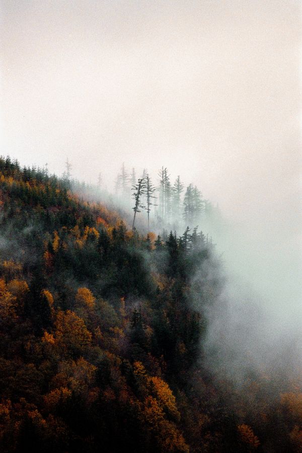 växt,himmel,gren,träd,dimma,Natural landscape