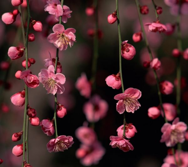 Natur,rot,Ast,blühen,Rosa,Frühling