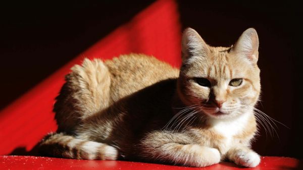 gato,rojo,asiático,sombra,pelaje,bigotes