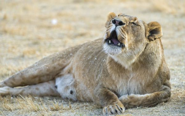 zvěř,lev,Volně žijících živočichů,velké kočky,zoologická zahrada,Safari