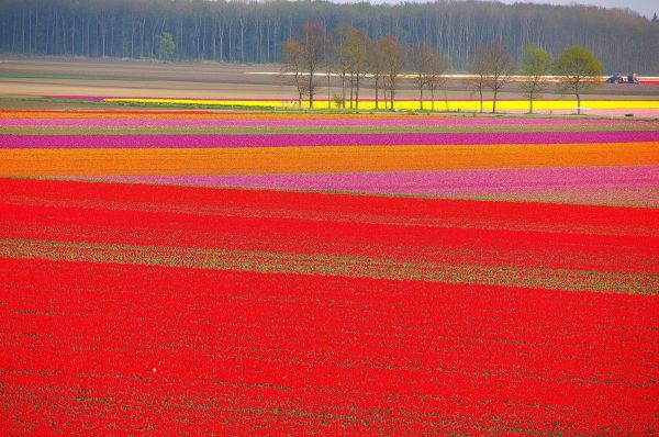 campo,campos,flor,Flores,tulipán,2106x1400 px