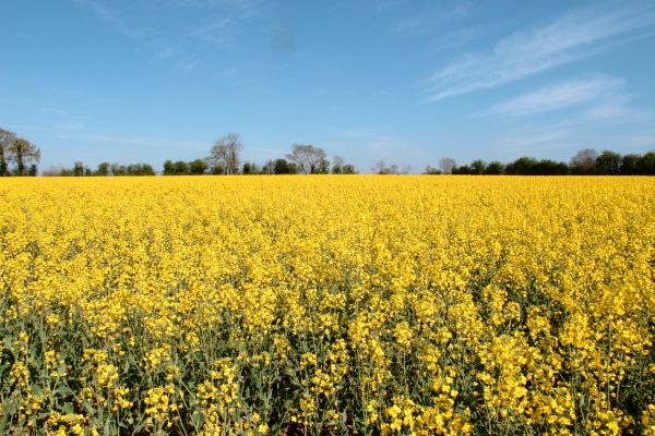 landscape,sky,field,yellow,farm,France