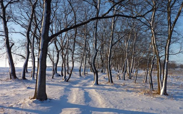 luz de sol,Árboles,paisaje,bosque,nieve,invierno