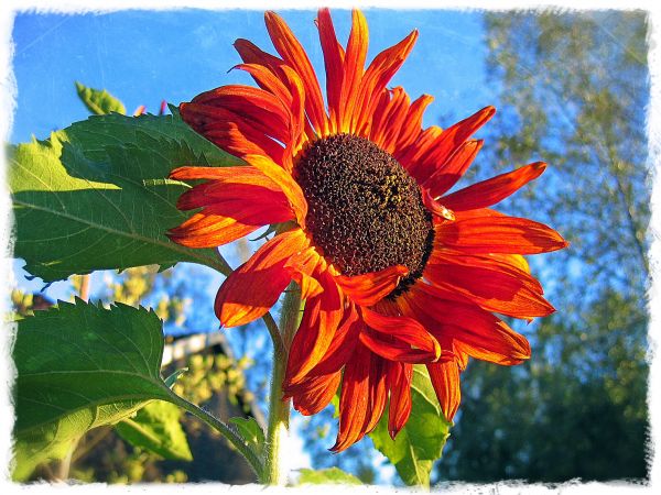 höst,Sol,blomma,Färg,Färg,natur