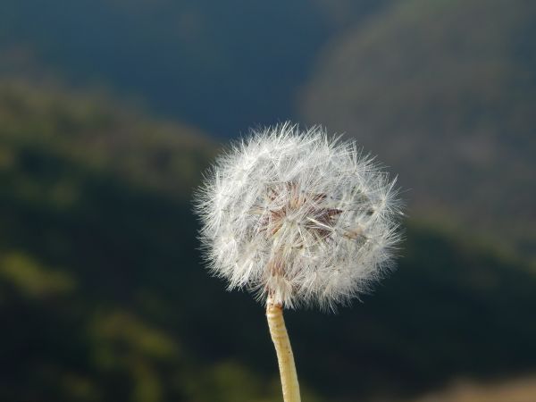 solljus,natur,växter,blommor,gräs,fält