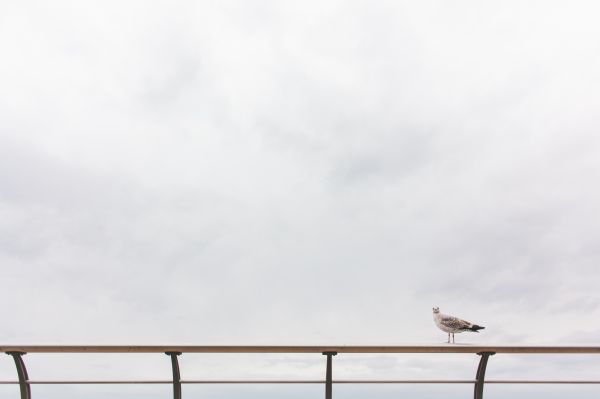 Grade,mar,céu,nuvem,pássaro,gaivota