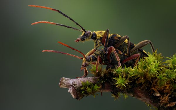 macro, ramo, muschio, natura, avvicinamento, longhorn beetle