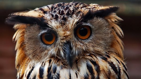 faune,oiseau de proie,hibou,le bec,oiseau,visage