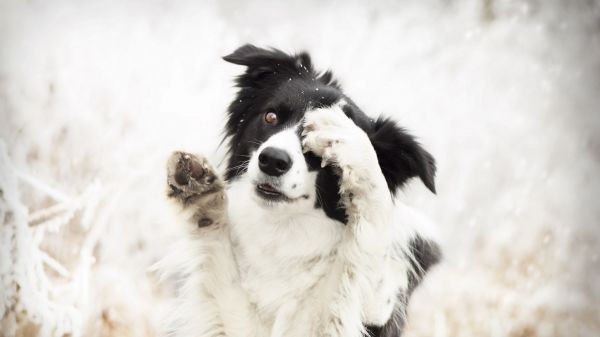 állatok, hó, kutya, Border collie, téli, időjárás