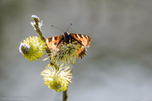 Natur,Nahansicht,Schmetterling,Insekt,Nikon,Tierwelt