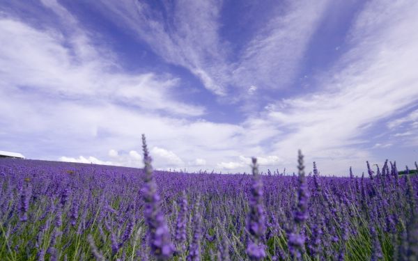 natur,græs,himmel,Mark,skyer,horisont