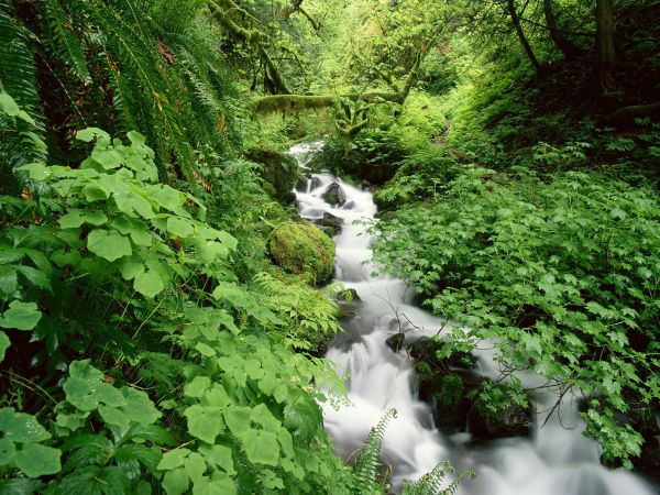 natur,trebark